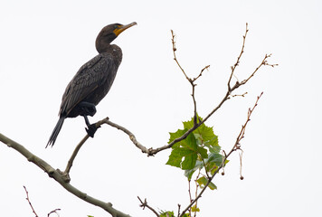 Double crested cormorant perched high in tree overlooking lake, Fishers Indiana, Summer 2023.
