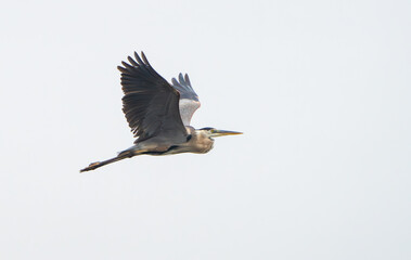 Great Blue Heron flying and scouring lake in morning light, Summer in Fishers, Indiana. 