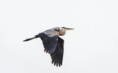 Great Blue Heron flying and scouring lake in morning light, Summer in Fishers, Indiana. 