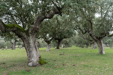 Trees in the pasture in a foggy day