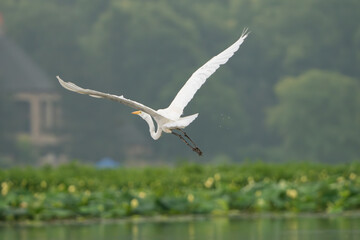 Great Egret lakeside in the summer sun, Fishers, Indiana.
