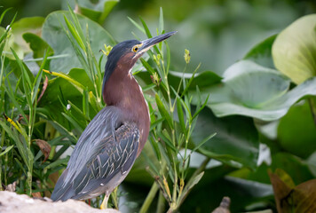 Green Heron seeking shelter in a lake cove. Summer 2023. Fishers, Indiana. 