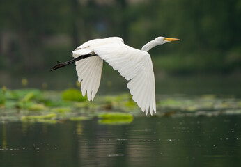 Great Egret lakeside in the summer sun, Fishers, Indiana.