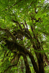 Heavily moss-draped trees on Hall of Mosses Trail in Hoh National Rainforest in Olympic National Park, Washington.