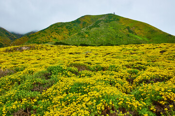 Field of yellow wild flowers leading to hill with distant clouds passing between hilltops