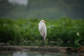 Great Egret lakeside in the summer sun, Fishers, Indiana.
