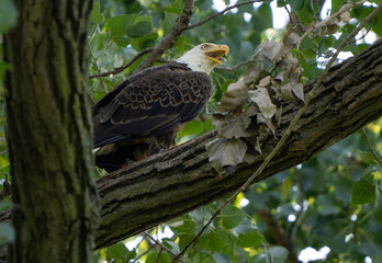 Bald Eagle sitting in tree close to nest, protecting their eaglets and scanning the lake for prey. Fishers Indiana, Summer 2023.