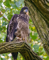 Bald Eagle at Nest by lake, Fishers, Indiana, Summer.