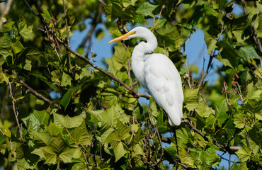 Great Egret lakeside in the summer sun, Fishers, Indiana.
