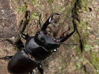【昆虫】木の上のコクワガタのオス
