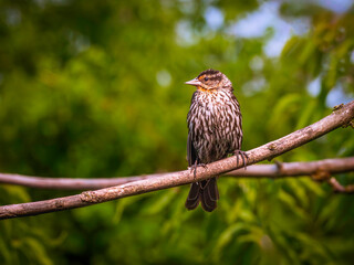 Female Red-winged Blackbird perched high up on the tree branches