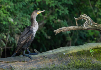 Double-Crested Cormorant by a lake in morning light, Fishers, Indiana, Summer. 