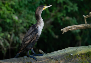 Double Crested Cormorant sitting on a log lakeside, scanning the water for fish and other food.