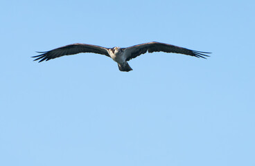 Osprey flying high over Geist Lake in Fishers Indiana. Summer 2023. 