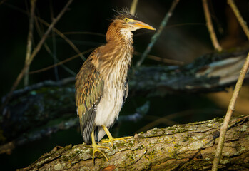 Green Heron Preening on Log 