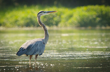 Great Blue Heron actively searching for food and flying around open area of Geist Lake, Fishers, Indiana. 