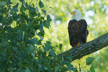 bald eagle on a branch