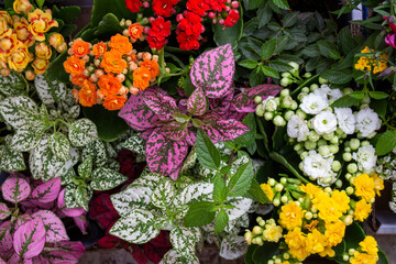 Fundo de plantas e flores. Cravina (dianthus chinensis), kalanchoe ou flor-da-fortuna, flor-de-mel (lobularia marítima), e Planta Confete ou face sardenta (Hypoestes phyllostachya) de diversas cores.