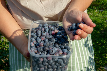 Woman holding European blueberry (Vaccinium myrtillus) in her hands. Bilberry, blaeberry, wimberry, and whortleberry close up.