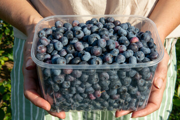 Woman holding European blueberry (Vaccinium myrtillus) in her hands. Bilberry, blaeberry, wimberry, and whortleberry close up.