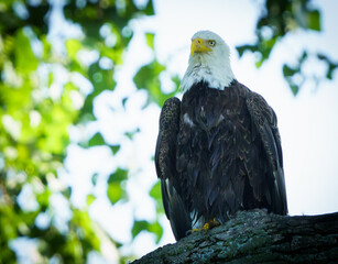 Bald Eagle perched high in tree over lake in Fishers Indiana.