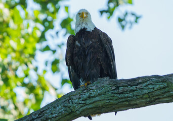 bald eagle on branch