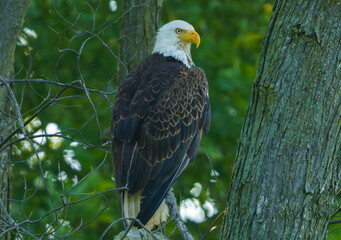 Bald Eagle flying and perched, searching for food in morning light.