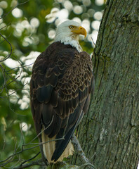 Bald Eagle flying and perched, searching for food in morning light.