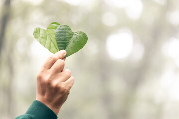 Hands holding green heart leaves.Plant a planting trees, loving the environment and protecting nature Nourishing the plants and world look beautiful, Forest conservation concept. - obrazy, fototapety, plakaty