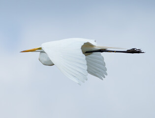 Great  White Egret flying across a lake in fishers Indiana on mid summer morning.