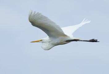 Great  White Egret flying across a lake in fishers Indiana on mid summer morning.