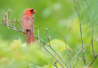 North American Cardinal singing in morning light