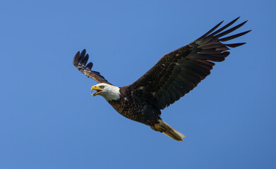 Majestic Bald Eagle flying high over Fishers Indiana on a summers day.