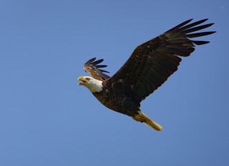 Majestic Bald Eagle flying high over Fishers Indiana on a summers day.
