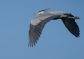 Great Blue Heron flying and searching for fish in morning light. 