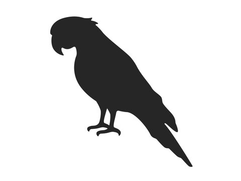 recommend clip art: インコのシルエットのイラスト