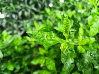 close up of a plant