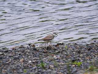 京都賀茂川のイカルチドリ