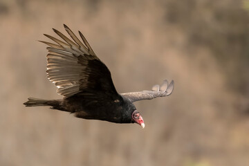 A soaring Turkey Vulture  (Cathartes aura) scans and searches for its next meal. Gliding high above with keen senses of smell, it can locate a carcass to feed on from miles around 