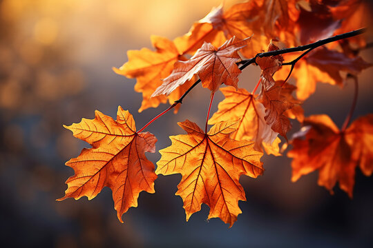 Generative AI Image of Orange Maple Leaves in Autumn Fall Season
