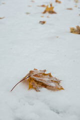 Autumn fallen Leaves with snow at public park in winter season. Beautiful vibrant colorful leaf foliage and white frozen snow in December. Copy space. Greeting card wallpaper Nature season change