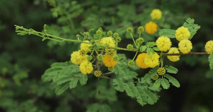 Gum arabic tree yellow flowers closeup.
