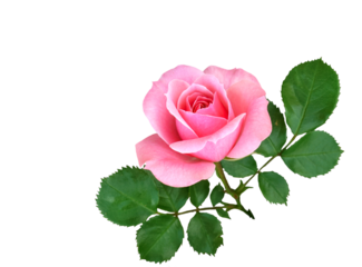 バラ（ロイヤル ボニカ）　5月撮影