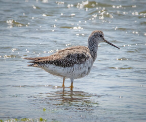 Greater Yellowlegs on the shore of Buzzard's Bay, Cape Cod, Massachusetts