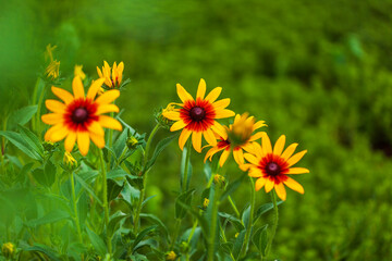 Chrysanthemums are in full bloom.