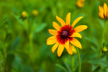 Chrysanthemums are in full bloom.