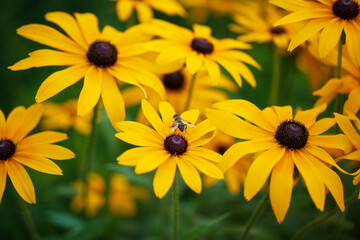 Chrysanthemums are in full bloom.