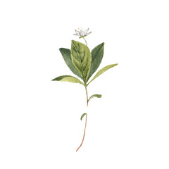 watercolor drawing plant of arctic starflower with leaves and flower , chickweed-wintergreen, Lysimachia europaea isolated at white background, natural element, hand drawn botanical illustration
