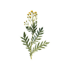 watercolor drawing plant of tansy with leaves and flower , isolated at white background, natural element, hand drawn botanical illustration