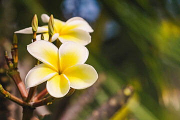 Close-up of tropic plumeria flowers on sunny day